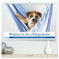Welpen in der Hängematte (hochwertiger Premium Wandkalender 2026 DIN A2 quer), Kunstdruck in Hochglanz