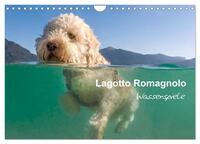 Lagotto Romagnolo - Wasserspiele (Wandkalender 2025 DIN A4 quer), CALVENDO Monatskalender