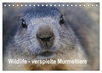 Wildlife - Verspielte Murmeltiere (Tischkalender 2026 DIN A5 quer), CALVENDO Monatskalender