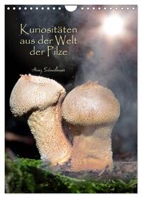 Kuriositäten aus der Welt der Pilze (Wandkalender 2026 DIN A4 hoch), CALVENDO Monatskalender