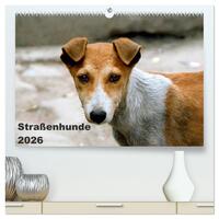 Straßenhunde (hochwertiger Premium Wandkalender 2026 DIN A2 quer), Kunstdruck in Hochglanz