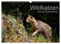 Wildkatzen - scheue Samtpfoten (Wandkalender 2026 DIN A3 quer), CALVENDO Monatskalender