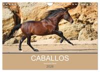 Caballos Spanische Pferde 2026 (Wandkalender 2026 DIN A4 quer), CALVENDO Monatskalender