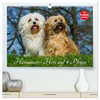 Havaneser - Herz auf 4 Pfoten (hochwertiger Premium Wandkalender 2025 DIN A2 quer), Kunstdruck in Hochglanz