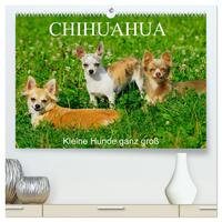 Chihuahua - Kleine Hunde ganz groß (hochwertiger Premium Wandkalender 2025 DIN A2 quer), Kunstdruck in Hochglanz