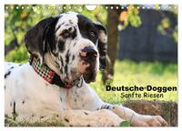 Deutsche Doggen - Sanfte Riesen (Wandkalender 2026 DIN A4 quer), CALVENDO Monatskalender