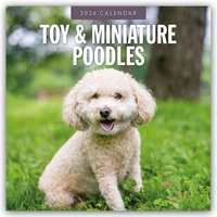 Toy and Miniature Poodles – Zwergpudel 2026 – 16-Monatskalender