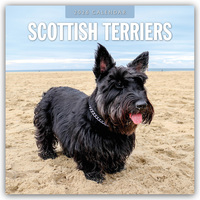 Scottish Terrier – Scotchterrier 2026 – 16-Monatskalender