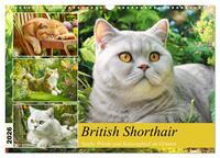 British Shorthair. Sanfte Würde und Katzenglück im Grünen (Wandkalender 2026 DIN A3 quer), CALVENDO Monatskalender